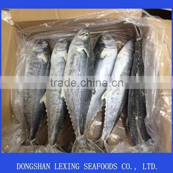 High Quality Frozen Spanish Mackerel Fish photo-2