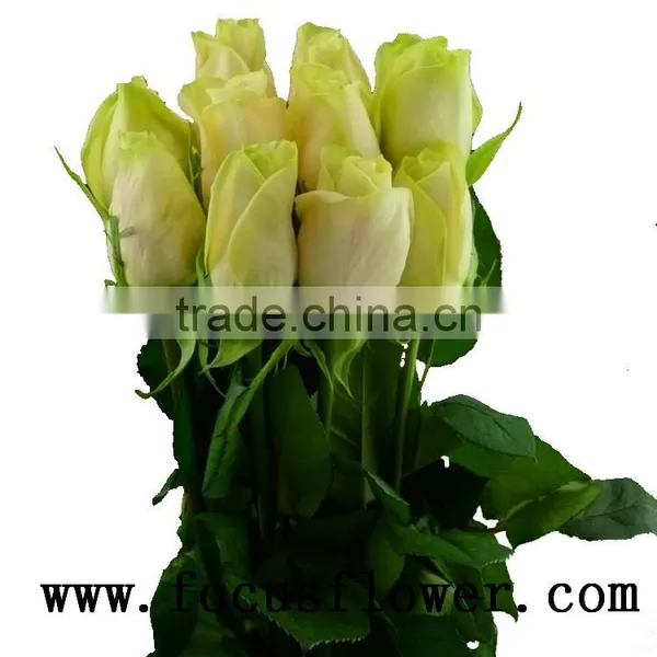 Hotsale Roses Flowers Fresh Cut Flowers Vendela Rose for Decoration From Kunming Ecuador Wholesale Flowers photo-5