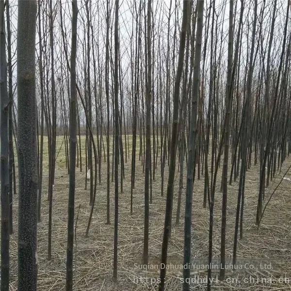 Price of 7 - Centimeter Melia Azedarach Trees With High Survival Rate photo-4