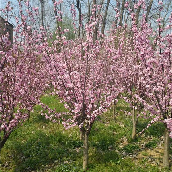 Prices of 8cm, 6cm and 10cm Prunus × Blireana 'meiren' {div}quotation List of Prunus × Blireana 'meiren' photo-3