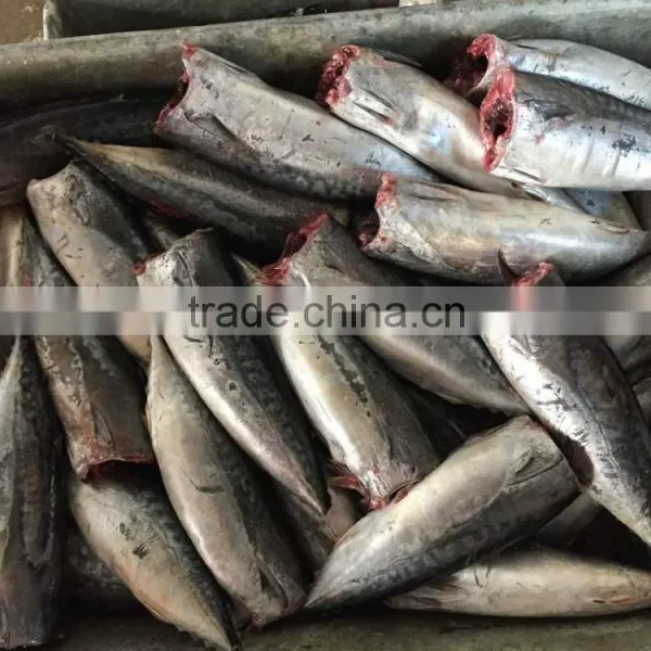 2015 Frozen Bonito HGT 150-300g/pc New Processing photo-6