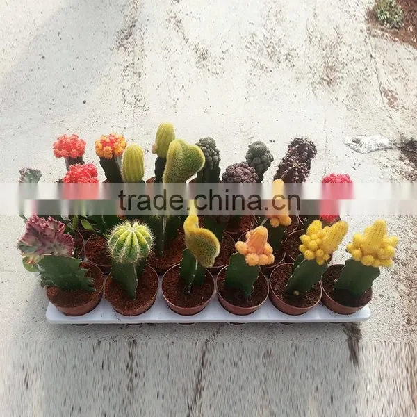 Baby Cactus Plant photo-2