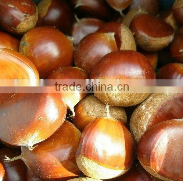 Chinese Fresh Chestnut in Shell With Mesh Bag Packing photo-5