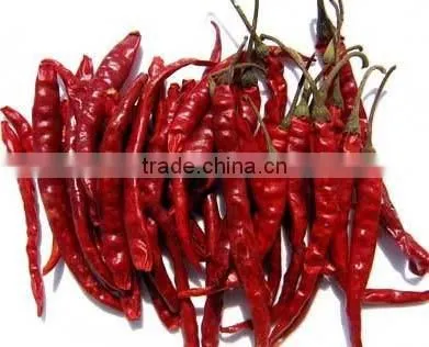 Indian Chilli for Sale
