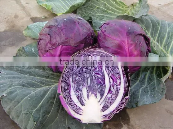 Purple fresh cabbage chinese cabbage