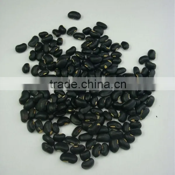 HIGH QUALITY BIG BLACK BEAN FROM THAILND