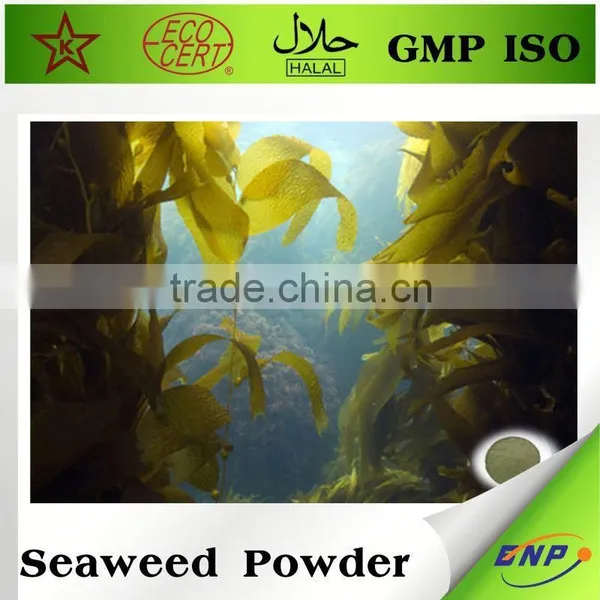 New Product Agar Agar Seaweed Extract Powder Price