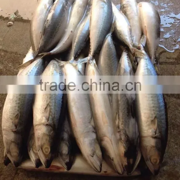 Frozen Pacific Mackerel photo-5