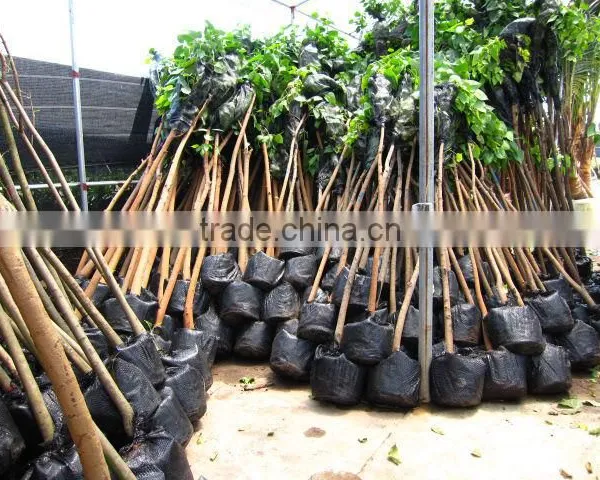 Ficus Religiosa Packed for Shipment photo-4