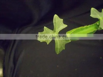 Best Quality Cissus Quadrangularis Powder Sale photo-4