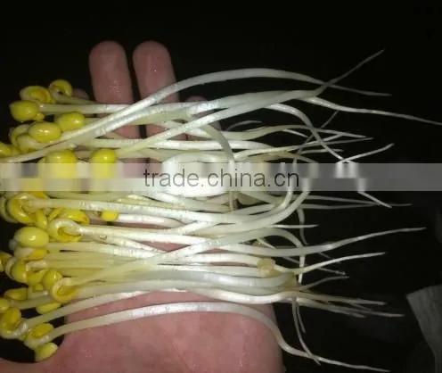 Factory Supply Automatic Bean Sprout Growing Machine for Sale photo-2