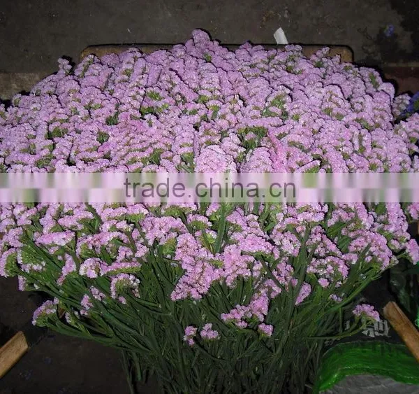 Colorful Hot Sale Decorative Supplies Myosotis photo-4