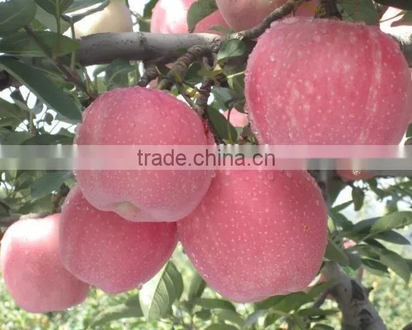 Chinese Fresh Sweet Red Star Apple With Good Quality photo-2