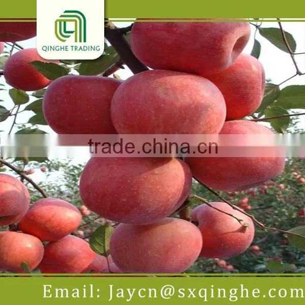 Red Delicious Fresh Star Apple Fruit for Sale photo-4