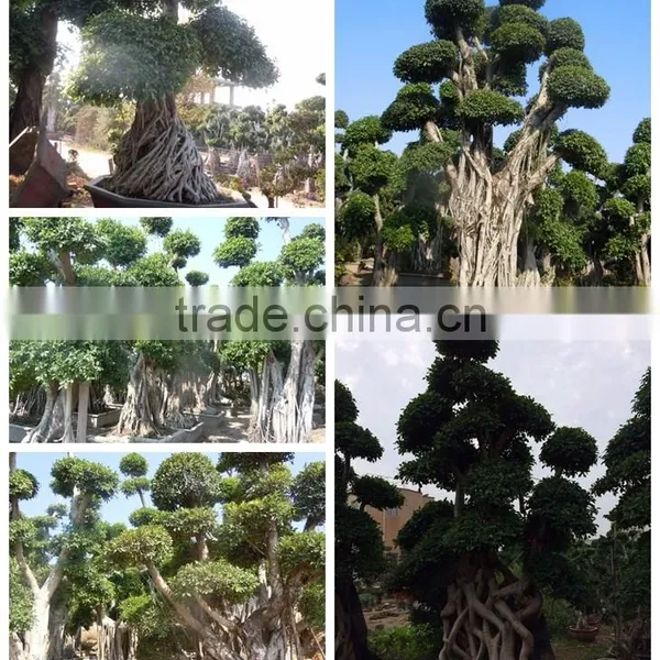 Ficus Microcarpa photo-5