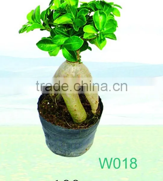 Ficus Microcarpa