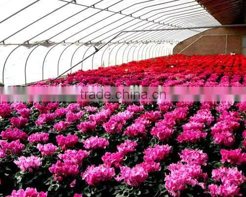 Modern Plastic Film Greenhouse With Steel Skeleton and Hot Drip Galvanized Bolt for Vegetable and Flower Grow for Hot Sale photo-3
