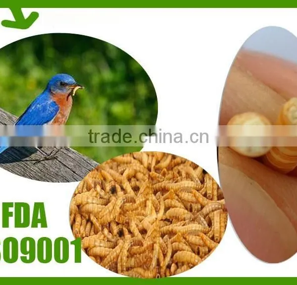 First Grade Chicken Feed Mealworms, Mealworms High Protein Bird Food photo-2