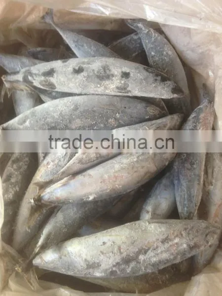 Sea Frozen Bonito Tuna photo-5