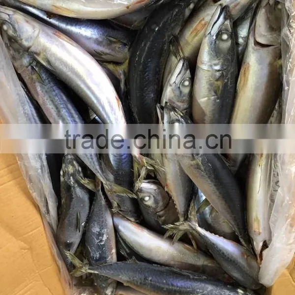 2016 Landing Sea Frozen Mackerel 300-500g photo-3
