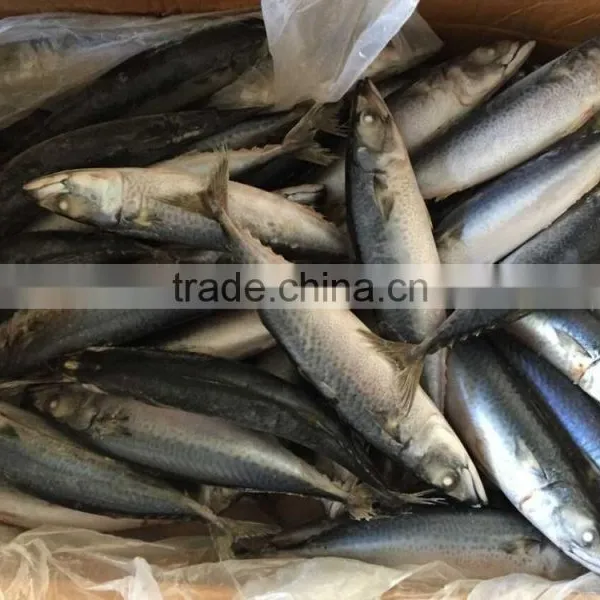 2016 Landing Sea Frozen Mackerel 200-250g photo-6