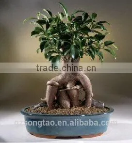 Artificial Bonsai Tree Topiary Gingseng Ficus Bonsai Tree photo-2
