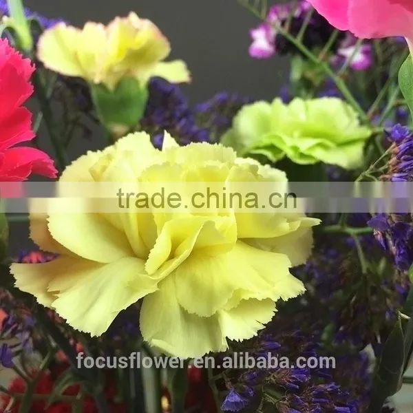 the Best Quanlity Fresh Cut Carnation Natural Flowers to Workmates photo-2