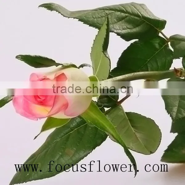 Long Lasting Hobby Lobby Wholesale Flowers Fresh Cut Jasmine Flowers Hopeshow for Home From China photo-6