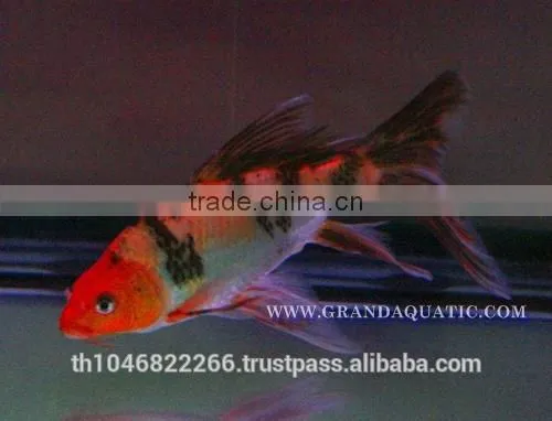 Butterfly Koi Fish For Sale / Aquarium Fish Export photo-4
