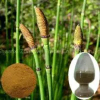 Horsetail Extract Plant Extract Factory