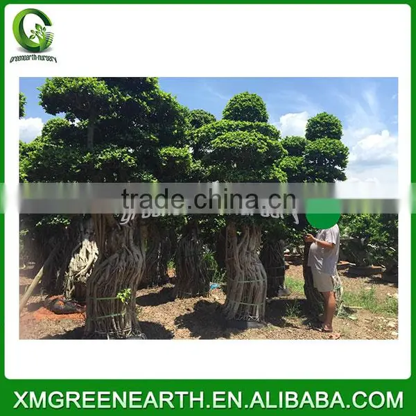 Ficus Microcarpa Big Bonsai 4m (4) photo-3