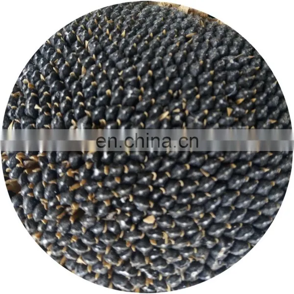 Freshly Fried Melon Seeds Five Spice Original Flavor New Bulk Sunflower Seeds