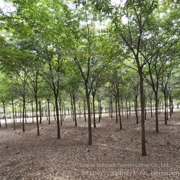 Red Beech Tree photo-4