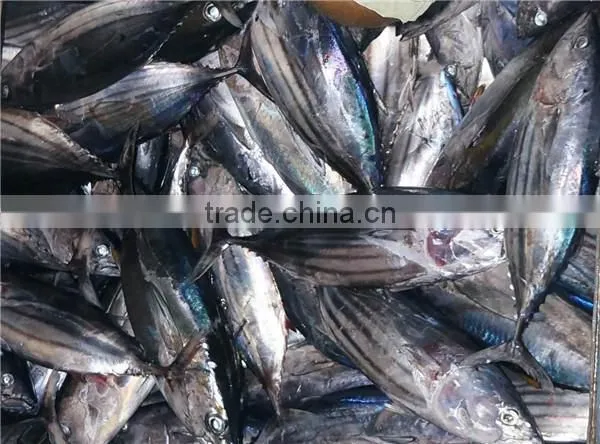 Frozen Skipjack Tuna Whole Round, Skipjack Tuna 1.8kgs up photo-3