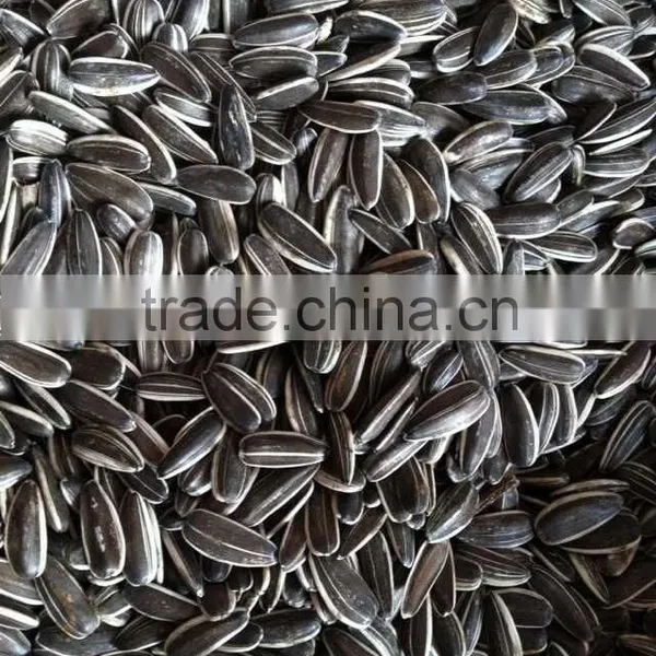 Sunflower Seed 4009 photo-3
