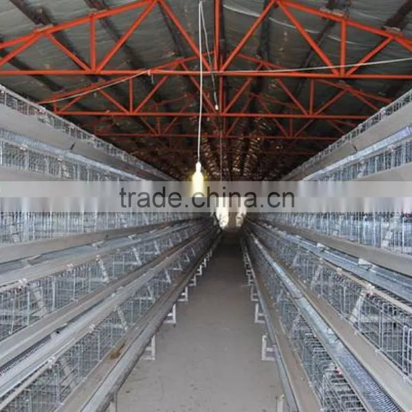Hot Selling Automatic A Type Layer Cage -totally Automatic photo-3