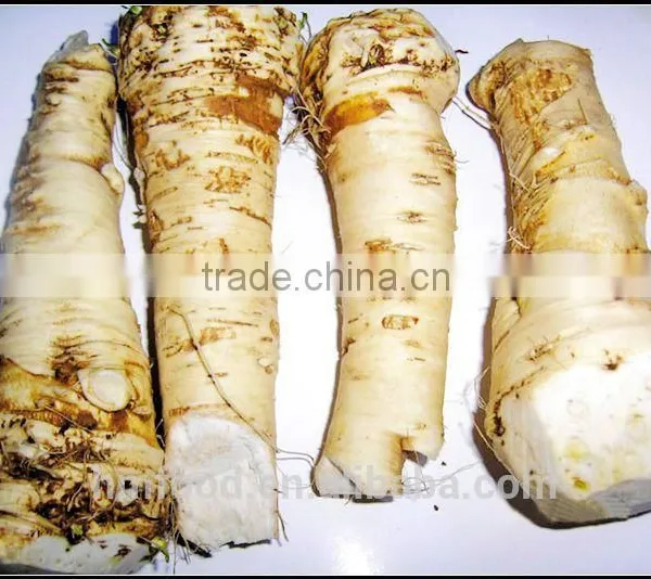 Spicy Fresh Horseradish