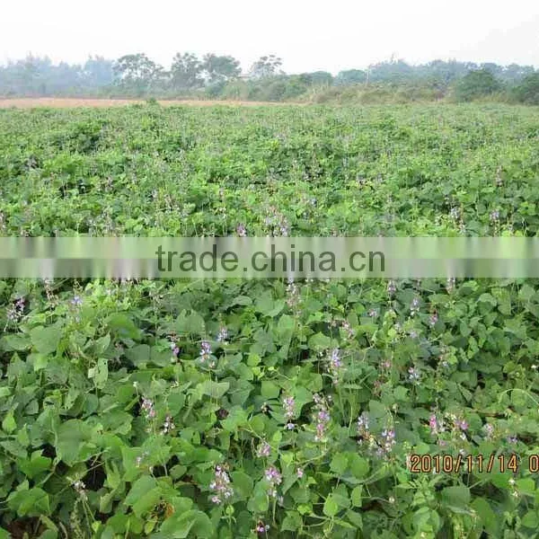 Best Selling Goose Likes High Protein Lablab Bean Seeds