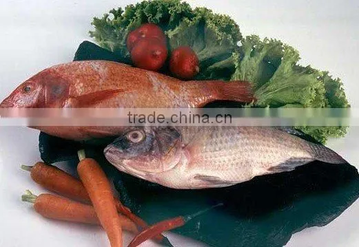 Tilapia (Oreochromis Niloticus / Tilapia Mossambica)