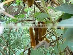 Mucuna Pruriens photo-2