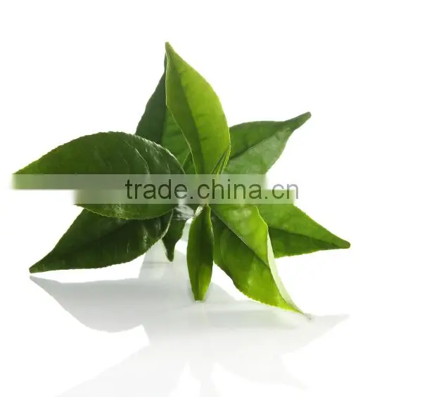 Certified Organic Green Tea For Live Fit Forever photo-2