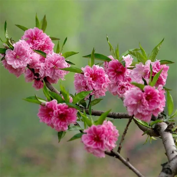 Price List of Small Prunus Persica Var. Duplex Seedlings, Quotation of Prunus Persica Var. Duplex, One Prunus Persica Var. Duplex Tree photo-4