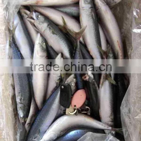 Chilled Pacific Mackerel Whole Round Size 200-300g photo-4