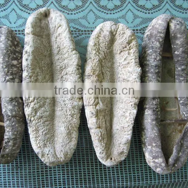 Green Teat Fish