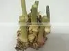 Organic Galangal Old