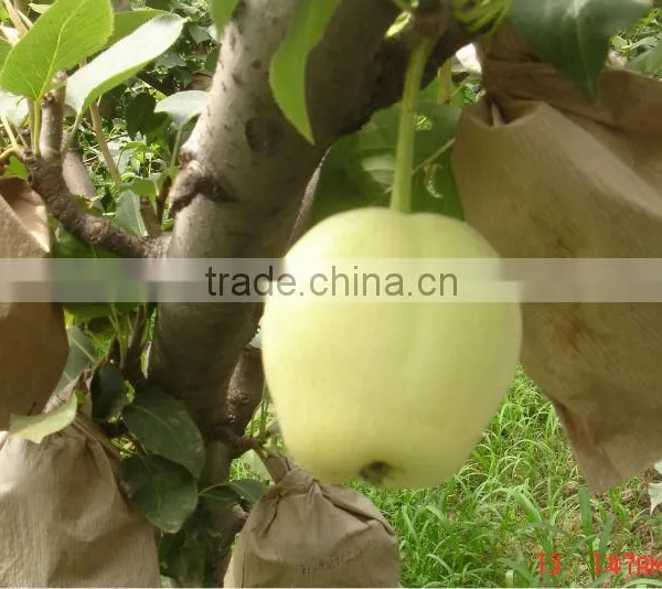 Fresh Pear