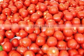 Fresh Tomato Exporters in India/red Tomato Supplier
