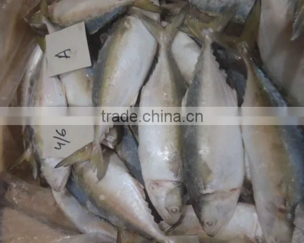 Ribbon Fish,Indian Mackerel,Squid Loligo