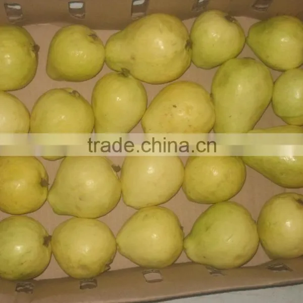 Fresh Guava photo-2