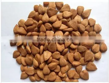 Best Price Common Bitter Apricot Kernel photo-2